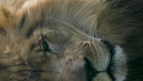 close-up portrait of a lion