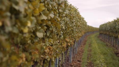 Sehr-Gepflegte-Weinbergreihen-Mit-Reifen-Erntereifen-Trauben,-österreich