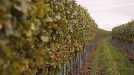 filas de viñedos muy ordenadas con racimos de uvas maduras listas para la cosecha, austria