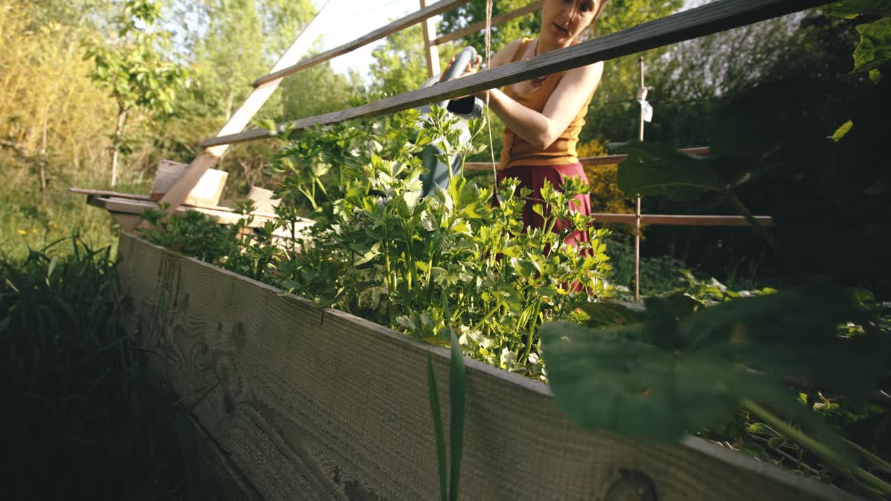 Woman gardening, thriving herbs, vitality, fresh green tones