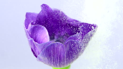 purple anemone flower in water splash