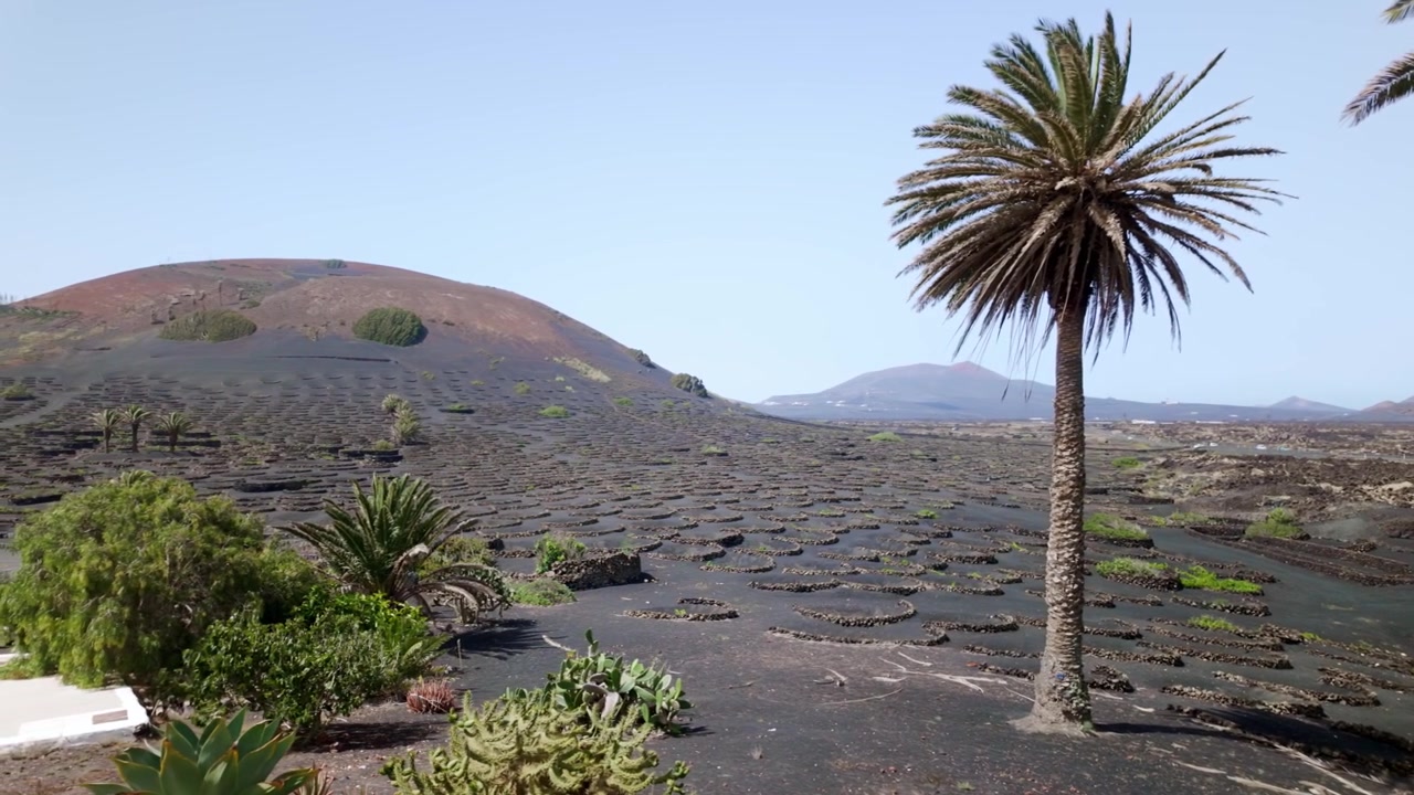 Vigneti vulcanici unici con palme a Lanzarote