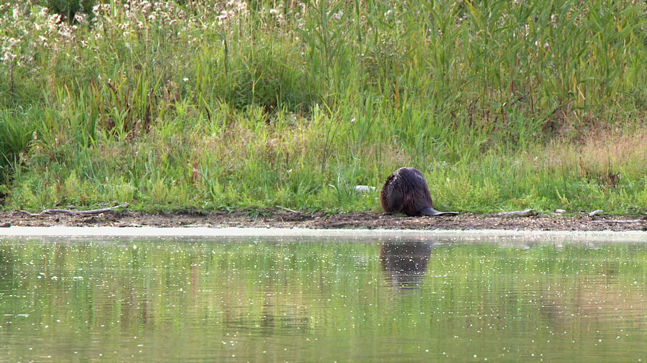 Beaver waddles along lake shore munching on green wetland plants