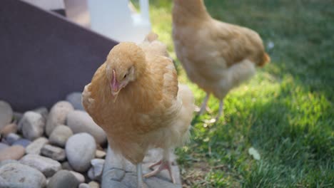 aquí tenemos unas hermosas gallinas rojas comiendo y paseando por el jardín trasero