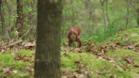 red squirrel in a forest