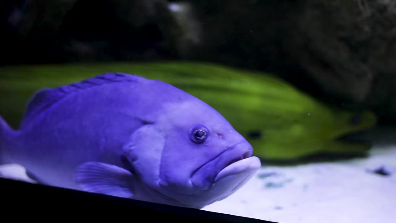 수족관에서 보라색 물고기