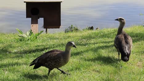 Two-geese-walking-on-the-grass-near-the-water-pond-at-Batumi-Zoo,-Georgia,-illustrating-the-concept-of-avian-behavior-and-natural-habitats-in-captivity