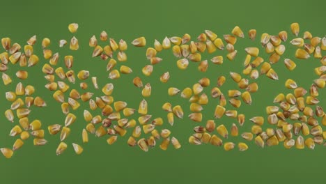 corn grain stripe isolated on green screen. top view