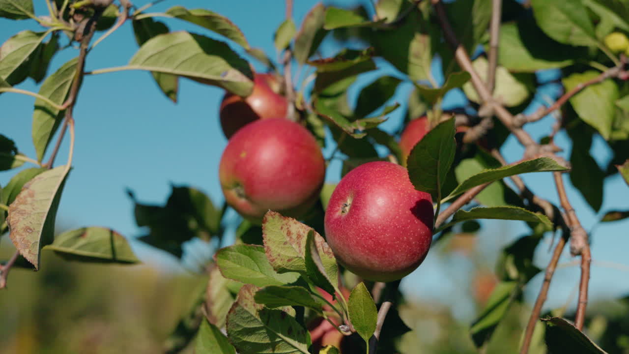 manzanas rojas en un árbol