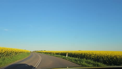 pov drive in rural denmark among rapeseed fields