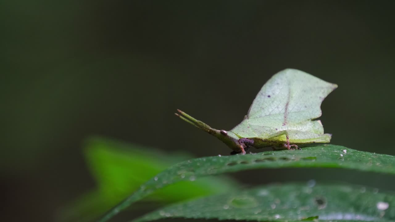Slowly zooming in on a small leaf grasshopper Systella rafflesii that is resting on a green leaf in a national park in Thailand