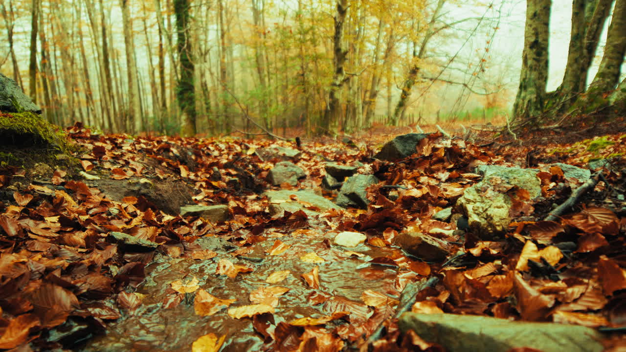 Mountain Stream With Water Flowing Among Dry Autumn Leaves On The Ground