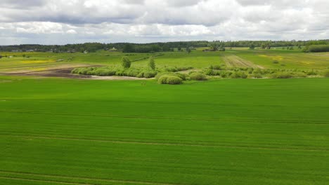 drohnenschuss von der spitze eines getreidefeldes