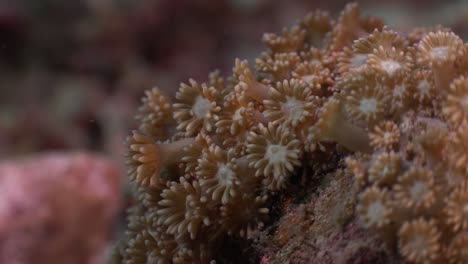 corales de flores en roca de coral en arrecifes de coral tropicales