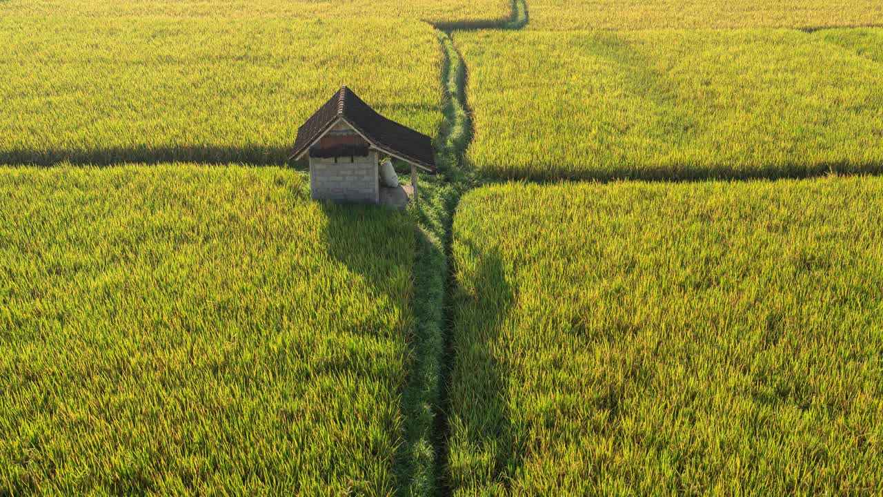 Rice Paddy Field with Traditional Hut
