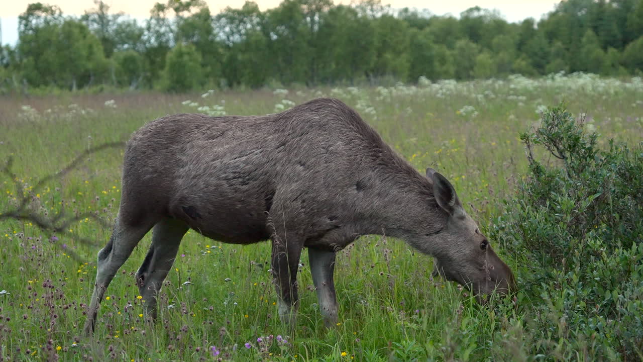 Static zoom shot of a female Moose Grazing at midnight in the Arctic wild landscape of Northern Norway during summer