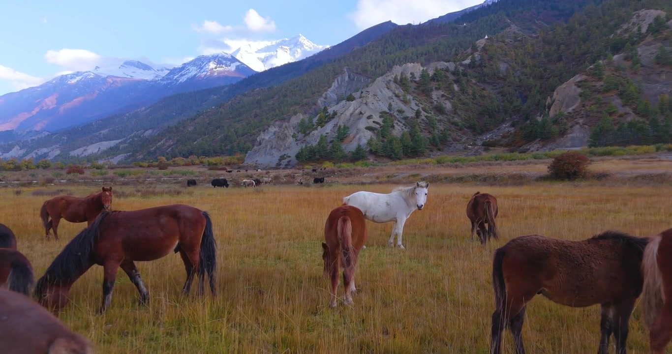 Circuito Annapurna, Manang, Nepal, vista aérea de um rebanho de cavalos do Himalaia pastando em um vale de alta altitude sob picos de montanhas cobertos de neve