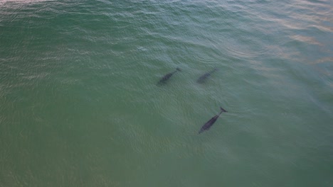 Cría-De-Ballenas-Jorobadas-En-Las-Islas-Cook-En-Nueva-Gales-Del-Sur,-Australia