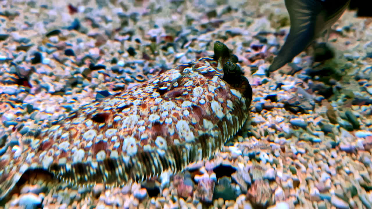 위장된 물고기가 바위 바닥에 여 자연의 똑똑한 위장을 보여줍니다.