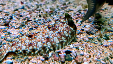 a camouflaged fish blends into a rocky seabed, showcasing nature's clever disguise