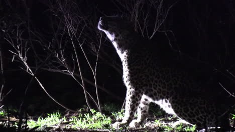 lone leopard sits by bush and licks face on windy night, spotlight