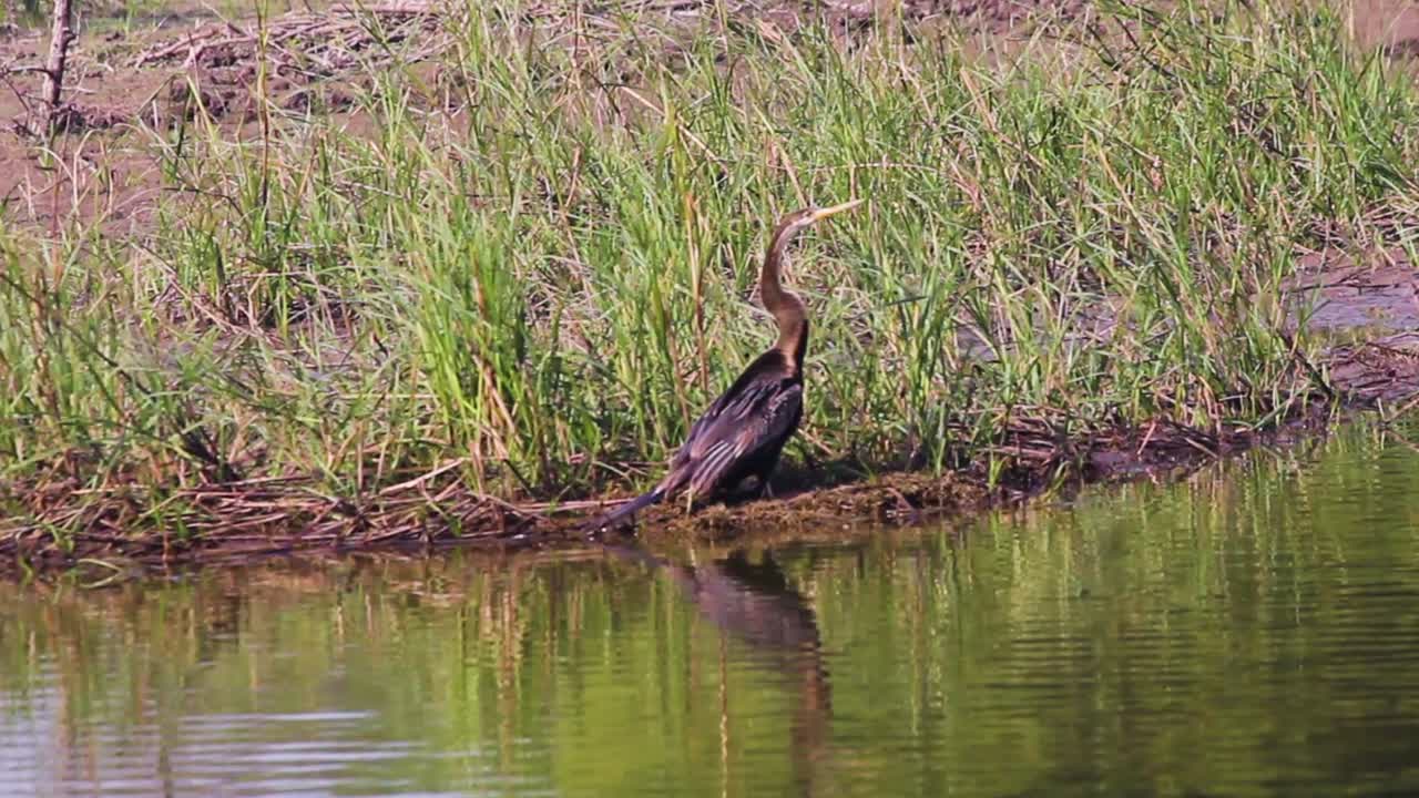 pájaro dardo cerca de una orilla del lago i pájaro dardo almacen de video