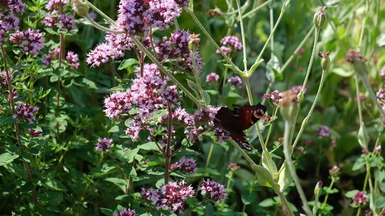 mariposa pavo real sentada en la flor de orégano en un jardín verde en un día soleado de verano y luego volando