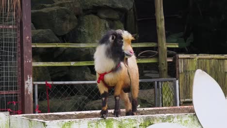 cabra en un recinto del zoológico