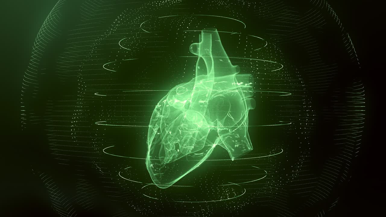 corazón humano digital verde anatómicamente correcto bucle sin costuras con escaneo cardíaco