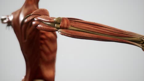 muscular system of human body animation