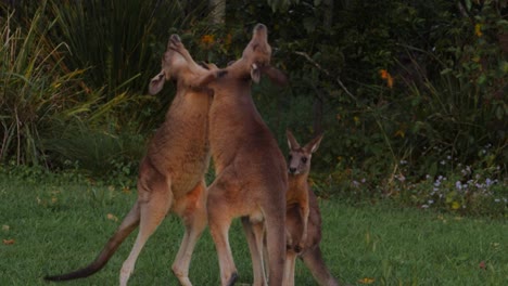 Tres-Jóvenes-Canguros-Grises-Orientales-Luchando-Por-Sparring---Canguros-Golpeando-Y-Pateando---Costa-Dorada,-Qld,-Australia