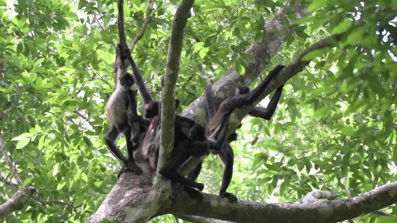 Watch these agile capuchin monkeys hanging from branches in their natural habitat