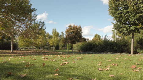young man playing and training with a dog. brown boxer dog