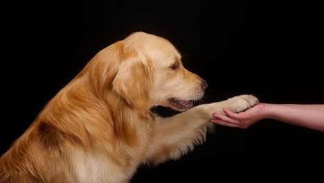 golden retriever giving his paw on black background, gold labrador dog performing a command, breathing with open mouth and tongue out close up. shooting trained domestic pet in studio