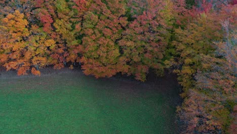 Herbstbaumgrenze,-Die-Hinuntergeht,-Um-Zu-Enthüllen