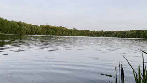 reeds on a lake in the forest near cologne in the höhenfälder lake