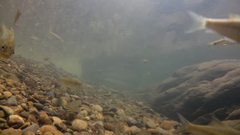 El-Parque-Nacional-Kaeng-Krachan-Es-El-Hogar-De-Muchos-Animales-Salvajes-Fantásticos-Y-Los-Arroyos-Son-Una-Fuente-De-Vida-De-Agua-Dulce-Para-Que-Los-Animales-Beban-Y-Los-Peces-Naden.