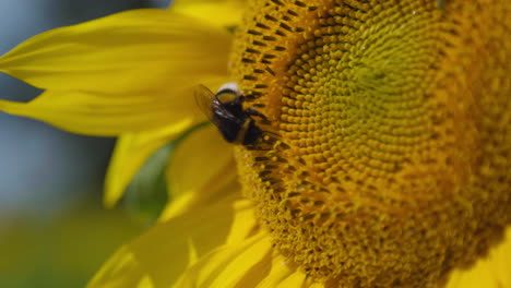 Große,-Niedliche-Und-Flauschige-Hummel,-Die-Nektar-Von-Einer-Gelben-Sonnenblume-Auf-Einer-Schwedischen-Wiese-Sammelt,-Umgeben-Von-Tonnen-Anderer-Köstlicher-Sonnenblumen