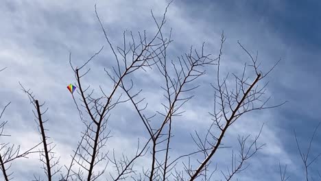 Kite-flies-high-above-bare-tree-branches