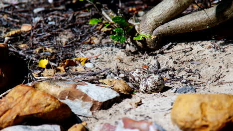 Verlassene-Gesprenkelte-Eier-Im-Sandnest-Eines-Gefleckten-Dickknievogels