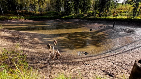 drained fish pond surrounded by trees in summer. - wide shot