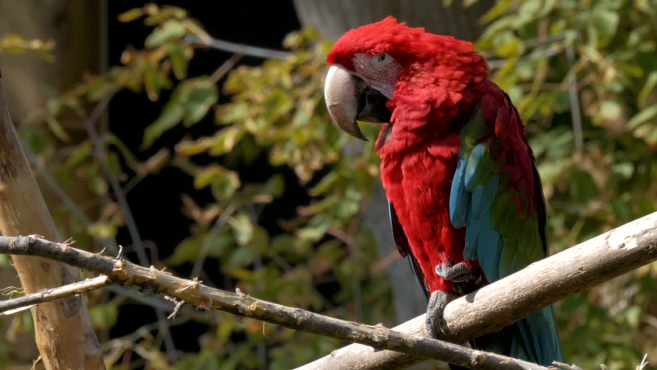 un guacamayo de cola roja posado en una rama.