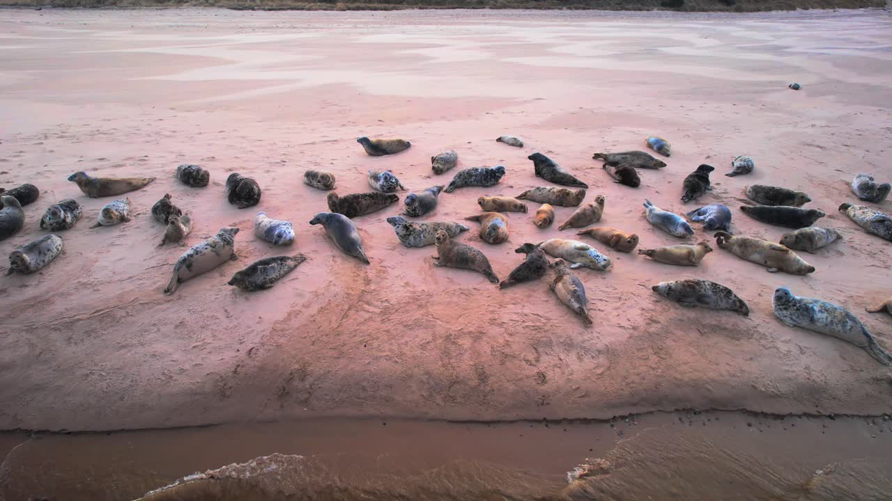 vista aérea de focas en la playa de findhorn en escocia, reino unido