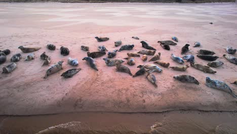 Aerial-View-of-Seals-on-Findhorn-Beach-in-Scotland,-UK