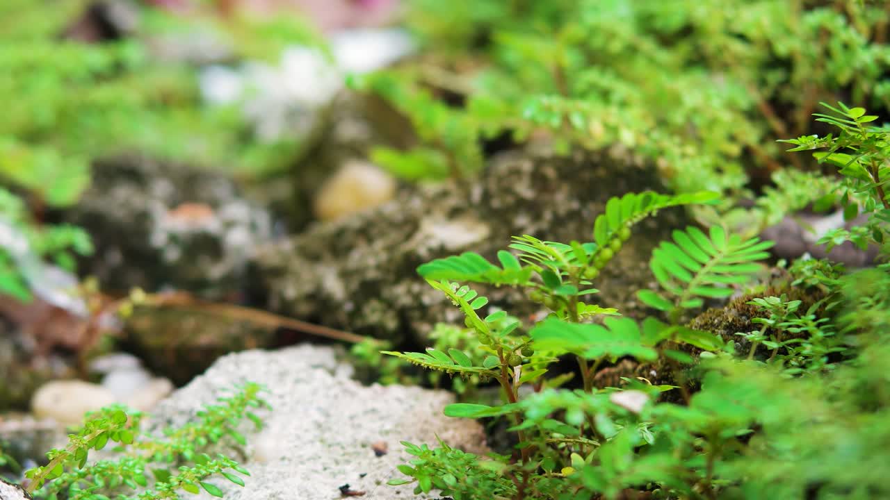 Erba verde cresce sulle rocce Ultra HD