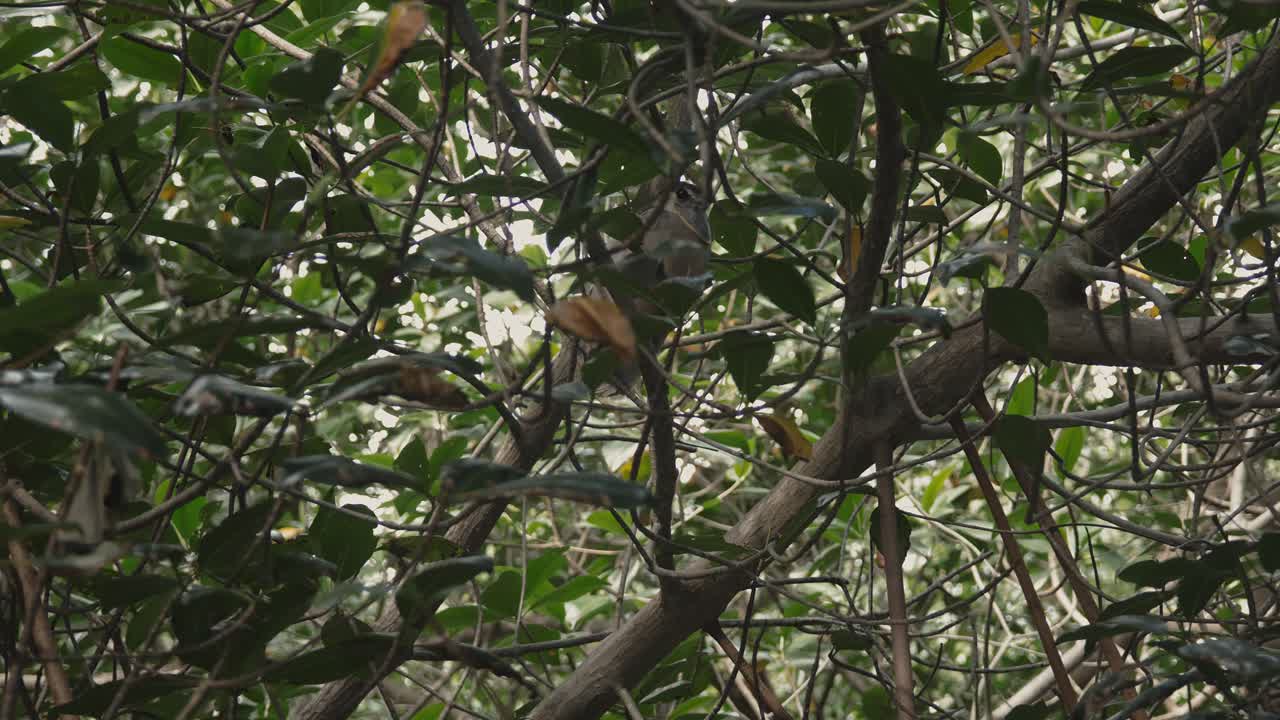 A small boat navigates a narrow waterway, partially hidden by mangrove branches and tropical leaves.