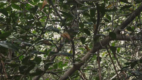 a small boat navigates a narrow waterway, partially hidden by mangrove branches and tropical leaves.