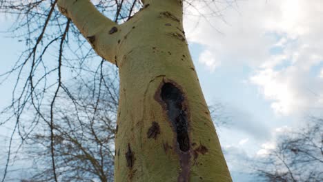 Blick-In-Die-Höhe-Eines-Baumes.-Nahaufnahme