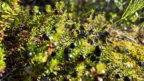 Un-Primer-Plano-De-Exuberante-Vegetación-Y-Bayas-Maduras-Muestra-La-Vibrante-Belleza-Natural-De-Yakutia,-Rusia,-E-Invita-A-Explorar-Y-Apreciar-Su-Ecosistema-único.