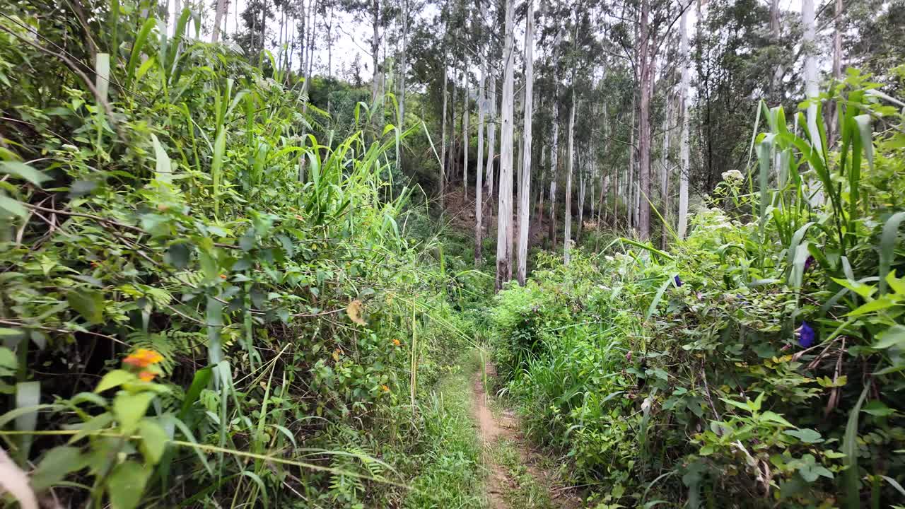 POV through lush forest pathway in Sri Lanka, surrounded by dense green foliage and towering trees, offering a serene and tranquil nature experience.